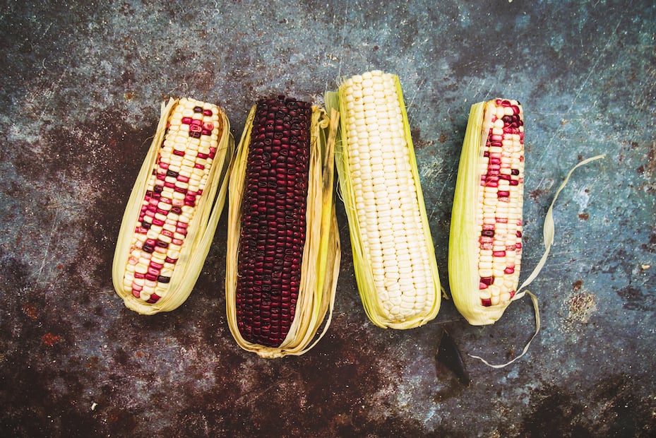 Símbolo del campo mexicano, el maíz cacahuazintle es clave en diversas regiones del país. Foto: Freepik