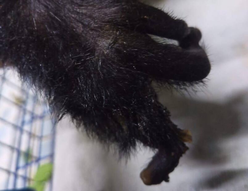 Azcarm presentó una denuncia ante la Profepa para investigar y dar con los responsables de otorgar una autorización para amputar los dedos y una mano de de una hembra de mono saraguato en Balancán, Tabasco. Foto: Cobius