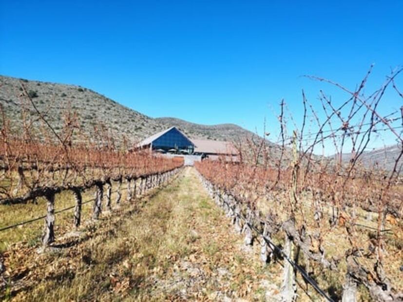 Esto es Coahuila: un paraíso vitivinícola