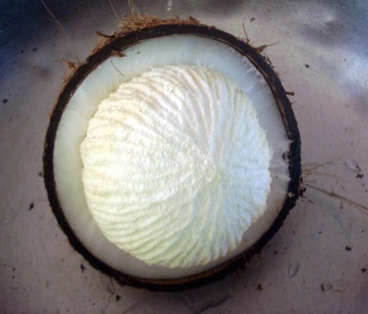 ¿Qué es la manzana de coco y dónde puedo comerla?
