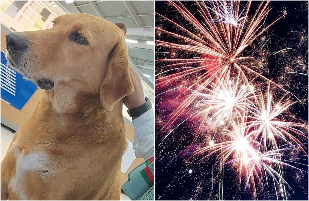 Al perrito Elektro lo ponía muy nervioso el ruido de la pirotecnia. FOTO: tomada de redes y Archivo/ EL UNIVERSAL/