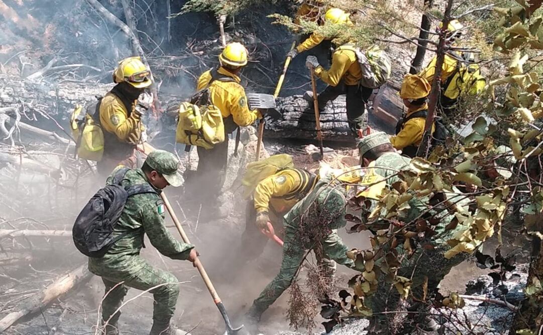 Imagen ilustrativa. Foto: Twitter @CONAFOR