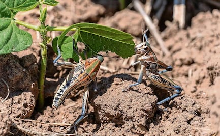 Sader refuerza control y erradicación de chapulines grandes en Zacatecas; crea brigadas para prevenir daños en maíz y frijol