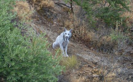 Captan a lince ibérico leucístico en Jaén, España: ¿por qué su avistamiento es histórico?