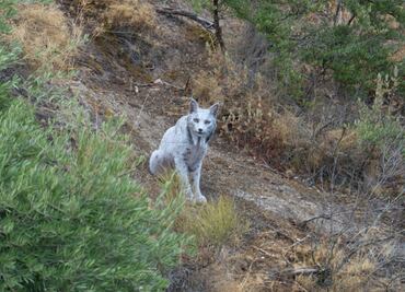 Captan a lince ibérico leucístico en Jaén, España: ¿por qué su avistamiento es histórico?