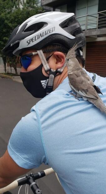 "Gordis" se extravió en la colonia Nápoles y su dueño pide ayuda para que regrese a casa 