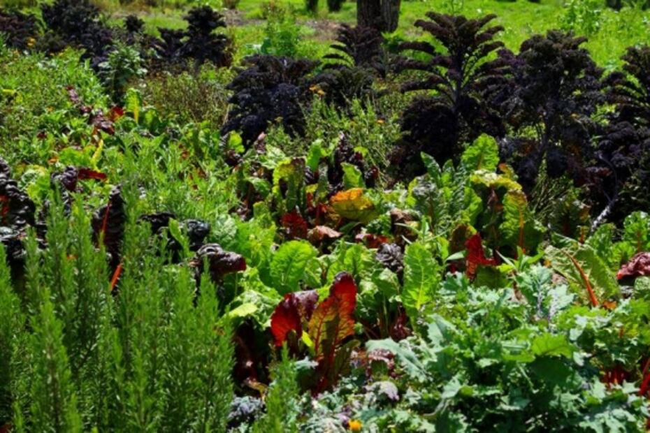 Un encuentro de México y Chile en las chinampas