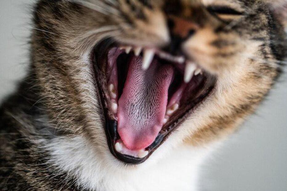 La ciencia explica este fascinante rasgo de los gatos. Fuente: Freepik.