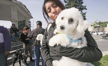 Los perros tendrán su propio festival en el Centro Histórico