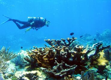 5 new reefs discovered in the Gulf of Mexico