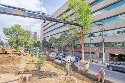 Plantan 6 mil árboles en 11 delegaciones