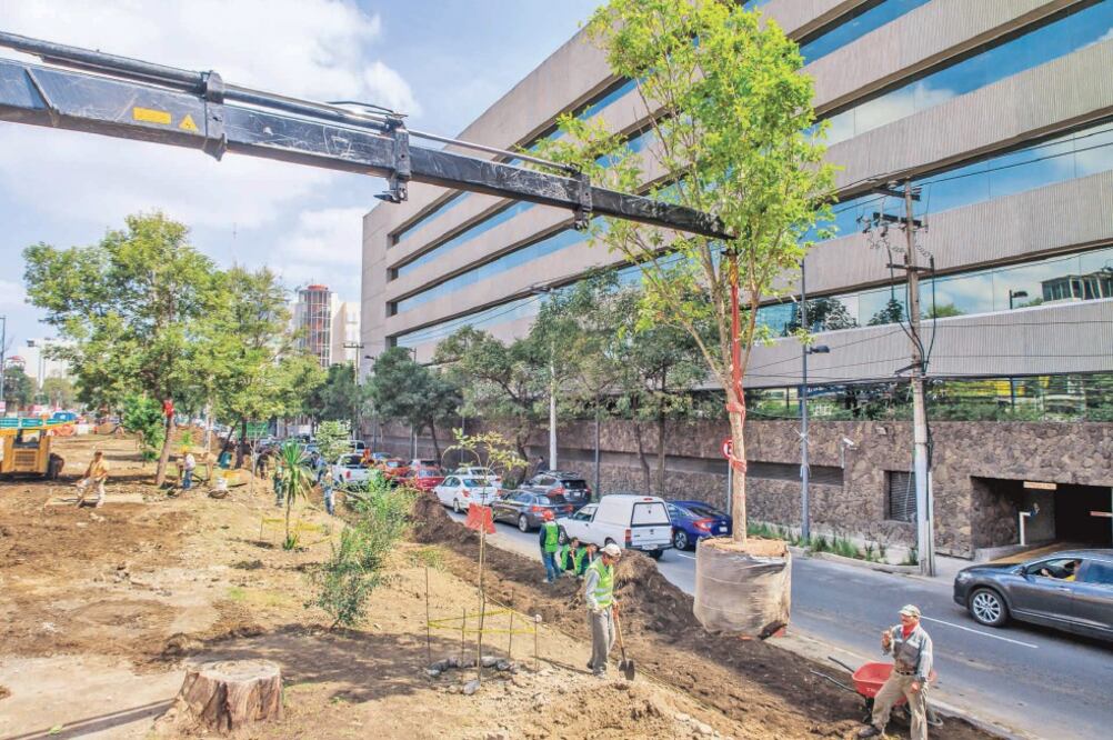 Diversas avenidas se han reforestado con especies como encino, fresno, jacaranda, huizache, ahuehuete y magnolia, entre otras. (ESPECIAL)