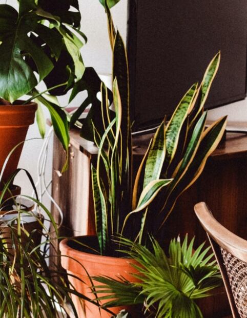 Plantas que además de hermosas purifican el aire de tu hogar