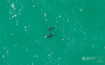 Confirman avistamiento de vaquitas marinas en el Golfo de California; "hay esperanza de supervivencia": Sea Shepherd