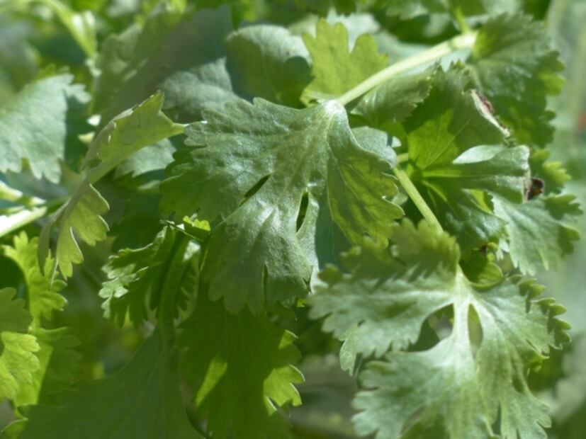 Así ayuda el cilantro a cuidar tu salud mental