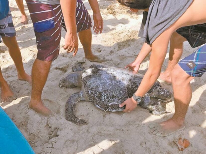 Contingencia: playas se convierten en cementerios de tortugas