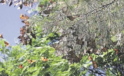 Disminuyen las mariposas monarca en México