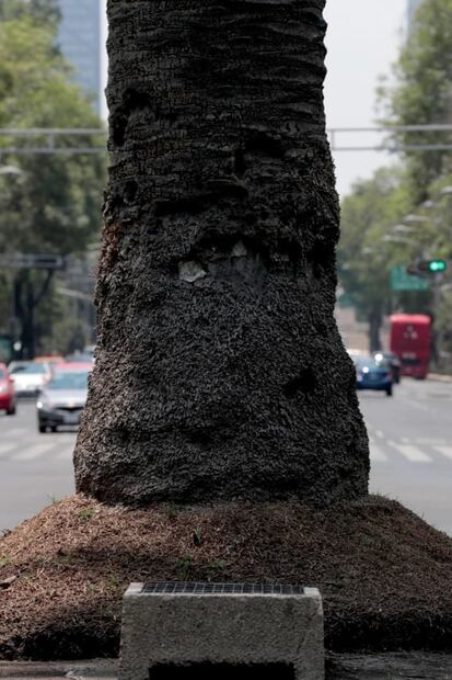 A la de Reforma se unen más palmeras en la CDMX; han muerto 189 por plagas