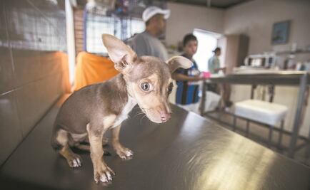 Avalan en Tamaulipas reformas que prohíben mutilar cola y orejas a mascotas