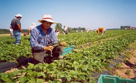 19 Mexican agricultural workers have contracted COVID-19 in Canada