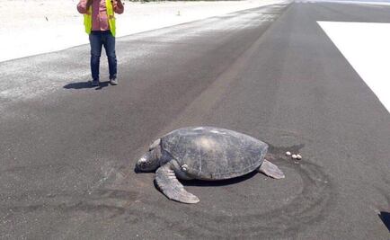 Tortuga desova en pista de aterrizaje donde hace un año había playa en Maldivas