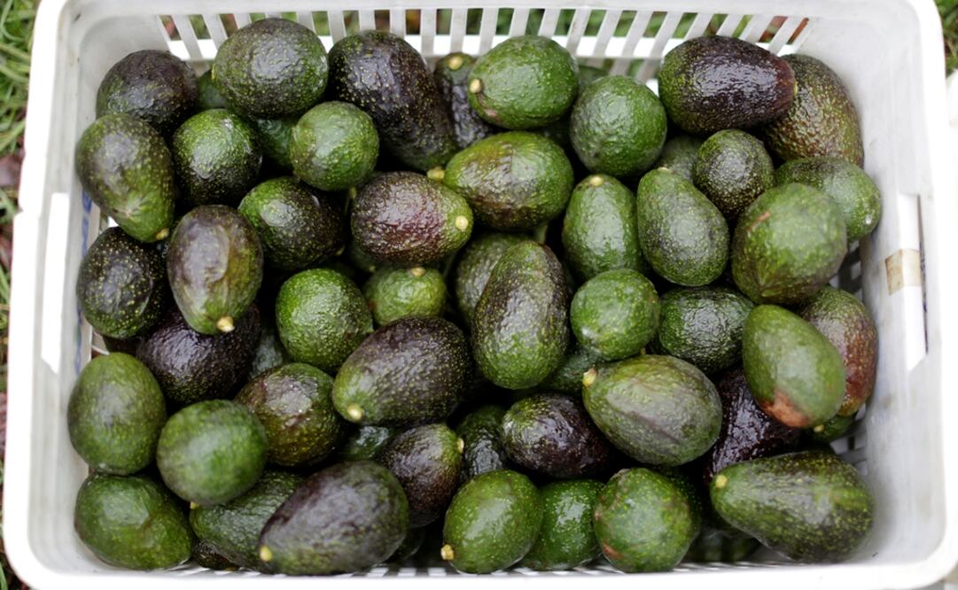 A crate with freshly picked avocados is pictured at a plantation in Tacambaro, in Michoacan state, Mexico, June 7, 2017 - Alan Ortega/Reuters