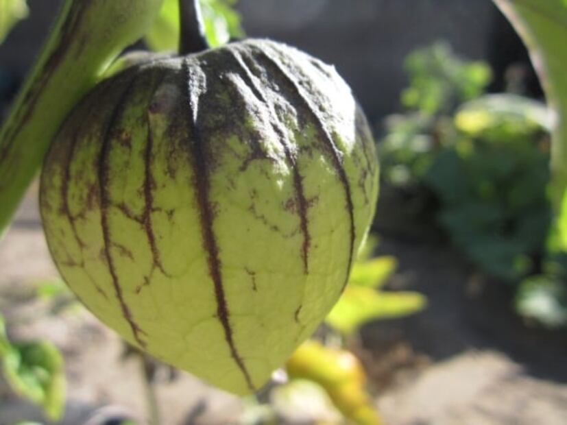 Estos son los beneficios del tomate verde. Foto: Archivo / EL UNIVERSAL