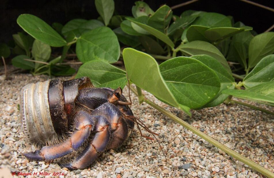 Cangrejo ermitaño, captado por Shawn Miller.
Foto: Tomada de lnstagram de Shawn Miller