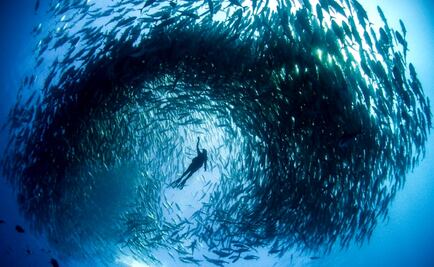 Cabo Pulmo, a diving paradise