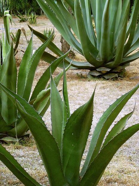 Qué habrá en el Festival del Pulque en la CDMX