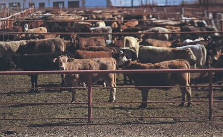 EU frena importación de ganado mexicano por revisión a estrategia contra gusano barrenador; Sader rechaza medida y busca acuerdo