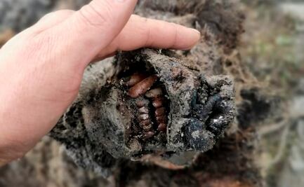 Descubren cadáver de oso de las cavernas de hace 39 mil 500 años