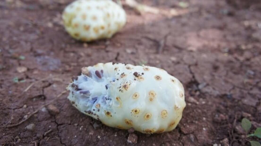 Descubre los beneficios del noni