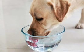 Senado alista ley de bienestar animal; busca establecer obligaciones para propietarios de mascotas
