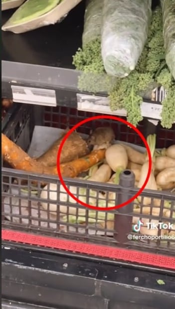 Denuncian ratas en zona de verduras de supermercado de CDMX