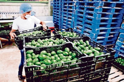 Acuerdo para exportación de aguacate a EU garantiza seguridad a inspectores y que no se tomen medidas unilaterales: SRE