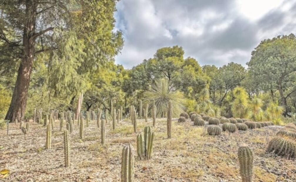 Pretenden arrasar Jardín Botánico para construir museo en Chapultepec