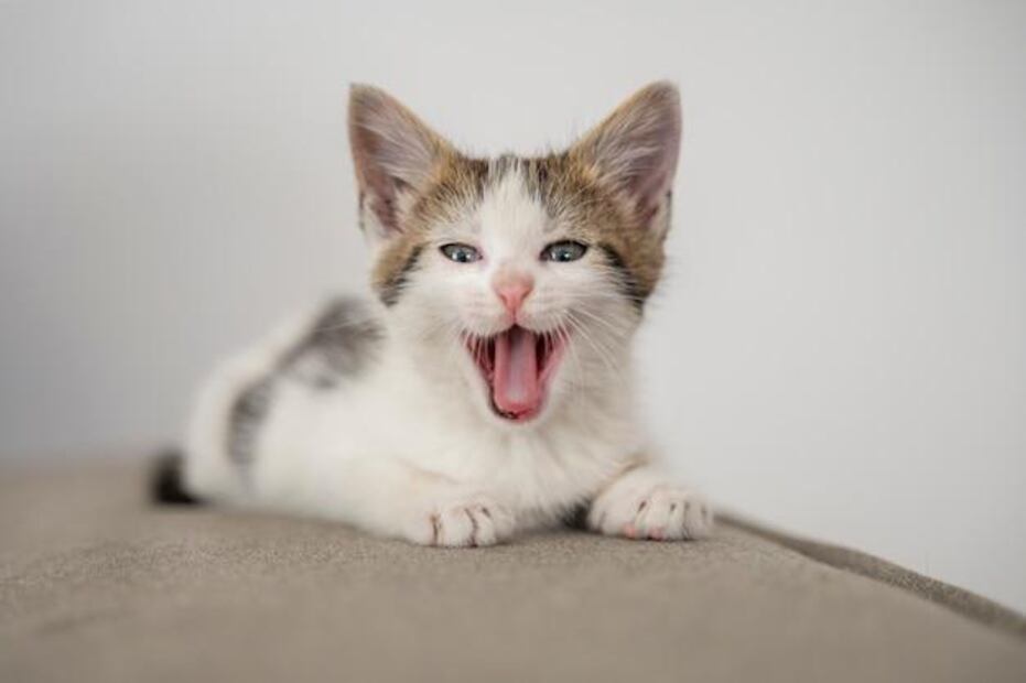 La ciencia explica este fascinante rasgo de los gatos. Fuente: Freepik.
