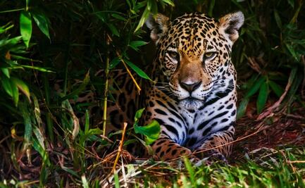 7 increíbles animales que están en peligro de extinción y habitan en México