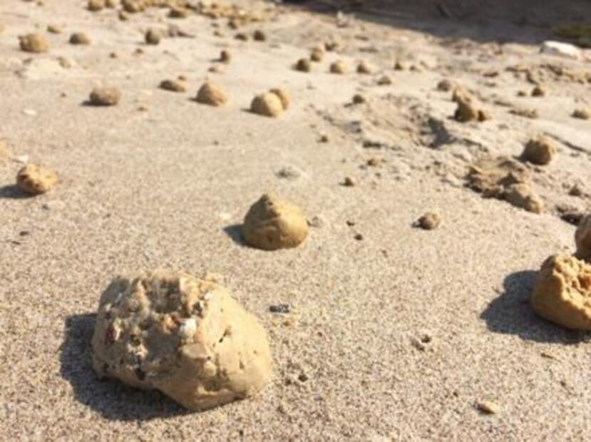 Sardineras contaminan el Mar de Cortés