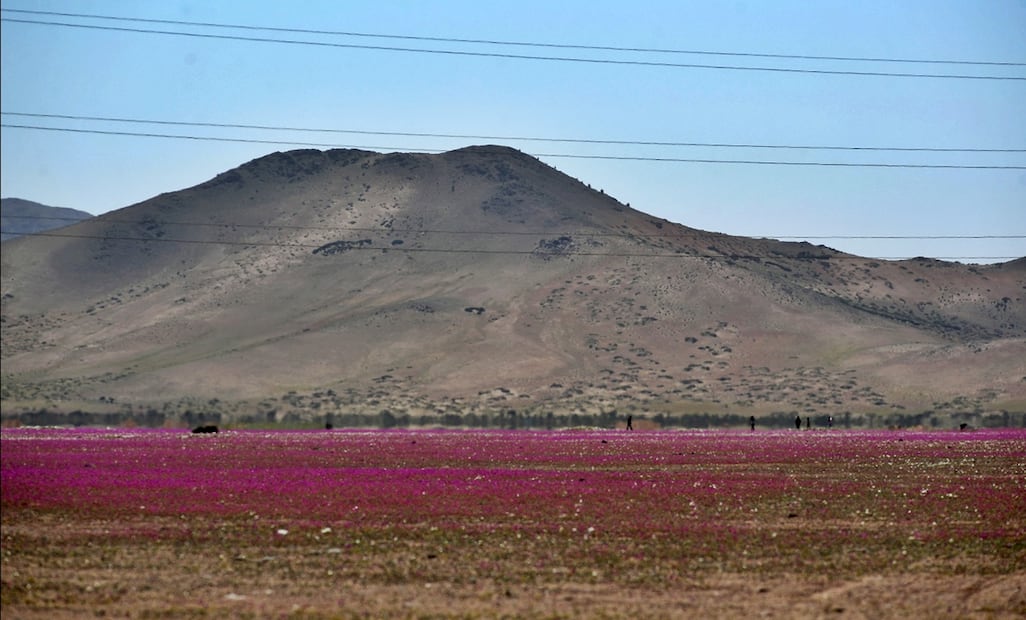 El desierto de Atacama se ha transformado brevemente en una deslumbrante alfombra de flores silvestres de color fucsia, cerca de Copiapó, Chile, imagen del 28 de septiembre. Foto: EFE
