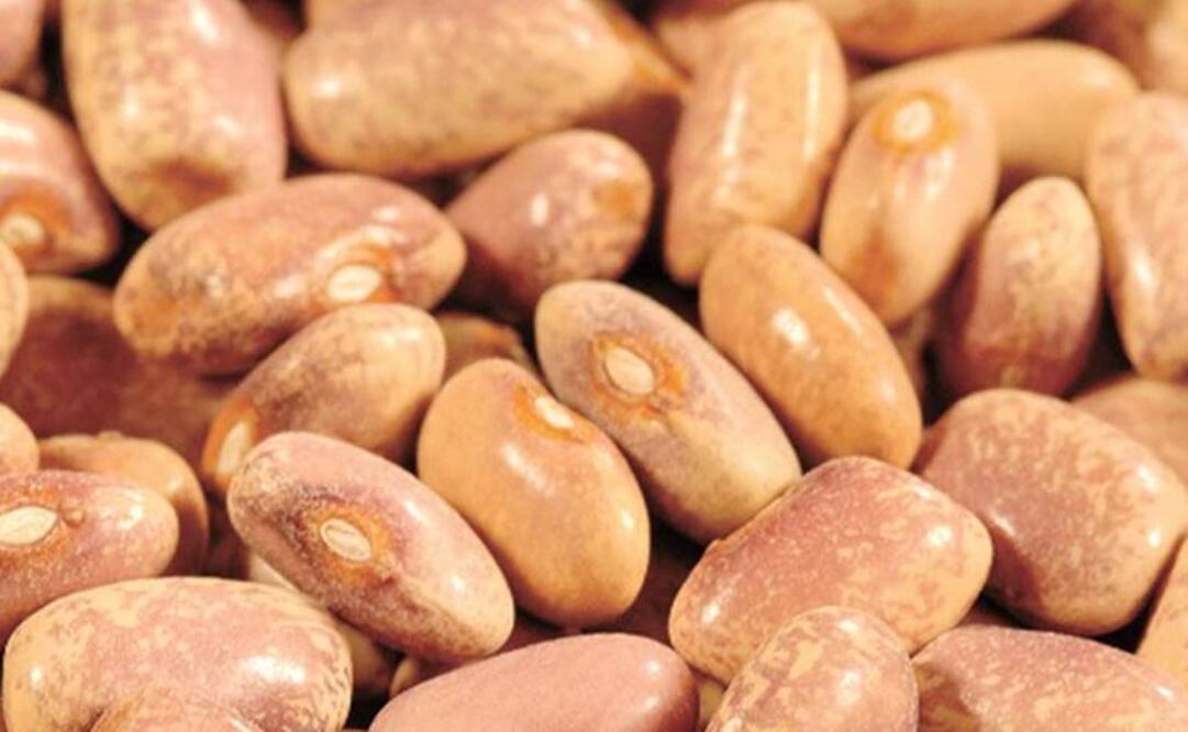 El cultivo de frijoles (Phaseolus) es uno de los más antiguos del mundo. Foto: Archivo