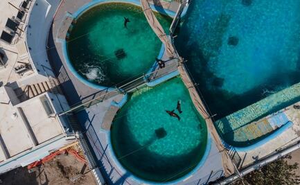 Profepa sanciona al Acuario de Veracruz por maltrato a delfines y lobos marinos; los obligaban a realizar maromas, bailes y saltos