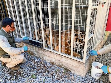 Vacunan a animales en peligro de extinción contra el coronavirus 