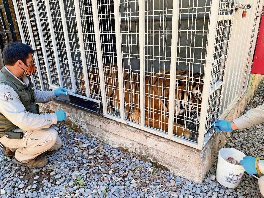 El zoológico chileno Buin Zoo forma parte de un programa experimental. Foto: EFE/Buin Zoo