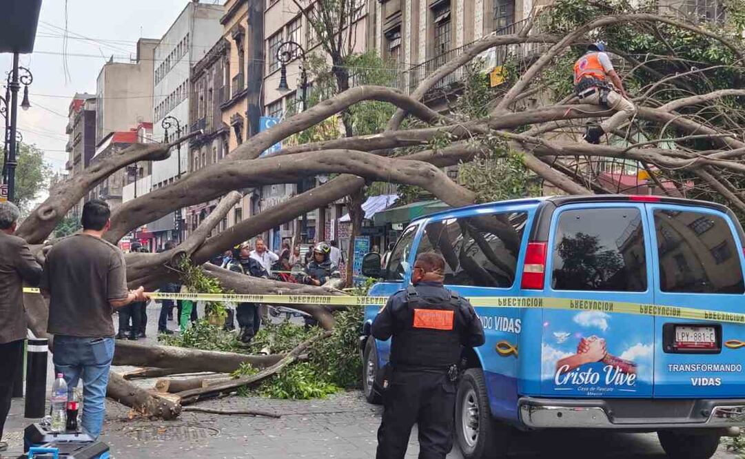 Las fuertes ráfagas de viento provocaron la caída de al menos 6 árboles en la CDMX. Fotos: Especiales.