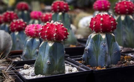 Mexico has the most cacti in the world