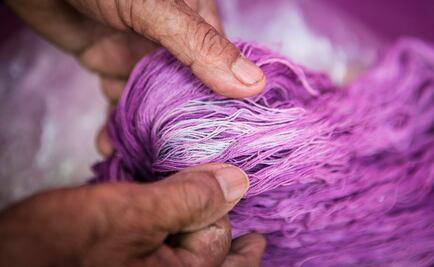 The Pre-Hispanic dye on the brink of extinction 