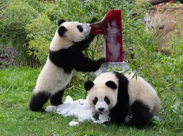 Pandas gemelos del zoo de Berlín celebran su cumpleaños