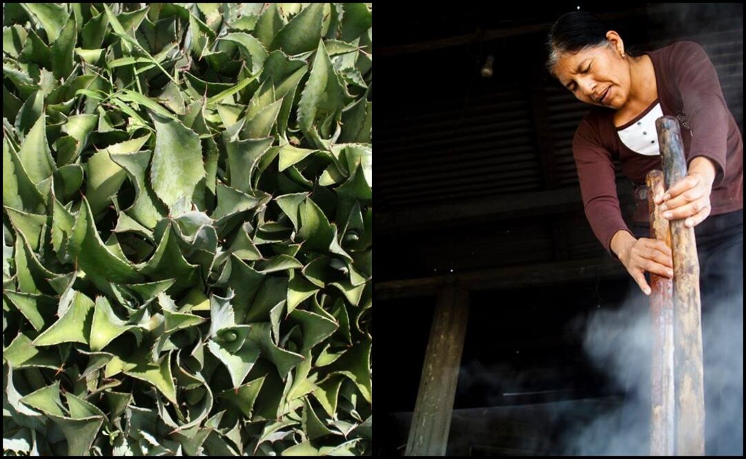 Around 80 mezcal producers from states such as Durango, Guerrero, Jalisco, Michoacán, Oaxaca, Puebla, and San Luis Potosí will be participating - Photo: Taken from Maestros del Mezcal A.C.